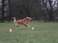 Bendix Obedience Workshop beim VdH Mauer 2016 (88)